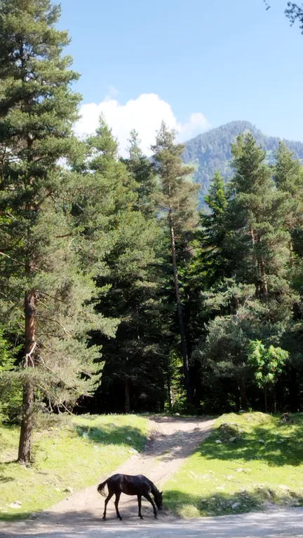 Коттедж Коттедж Алатырь А-фрейм в лесу — Архыз