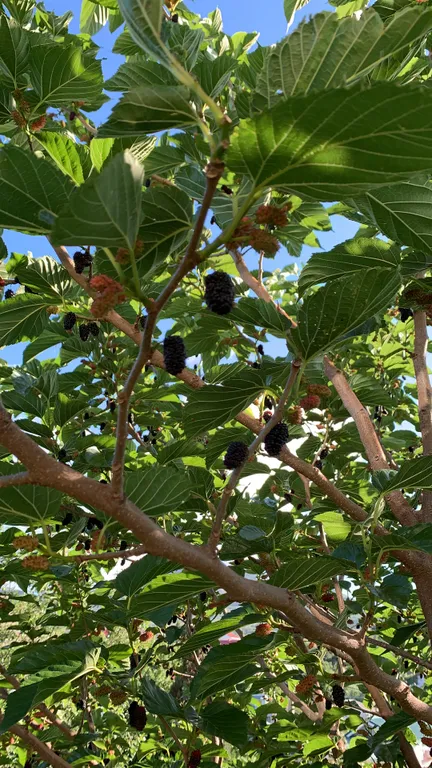 Семейные апартаменты. Вилла с беседкой на Киловой горе. 3 этаж