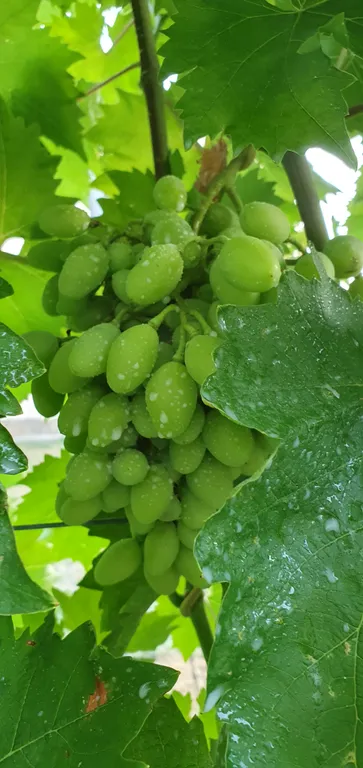 Коттедж Адмиральский домик на море — Солнечная Долина