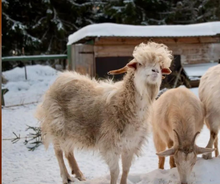 А-фрейм Брауни