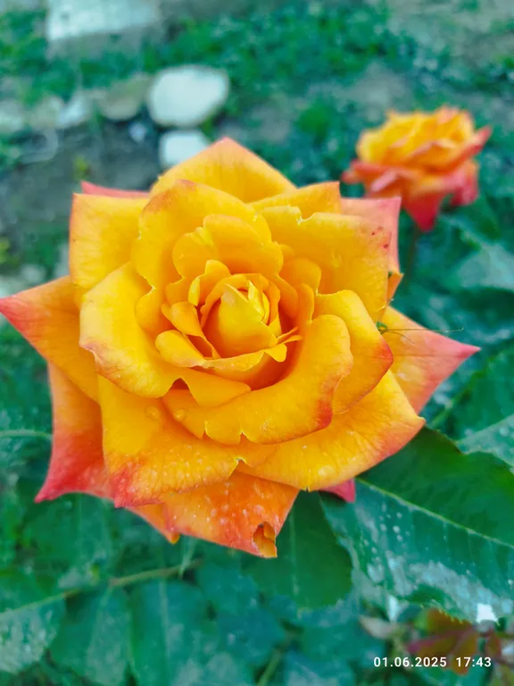 Ракушка Казантипа