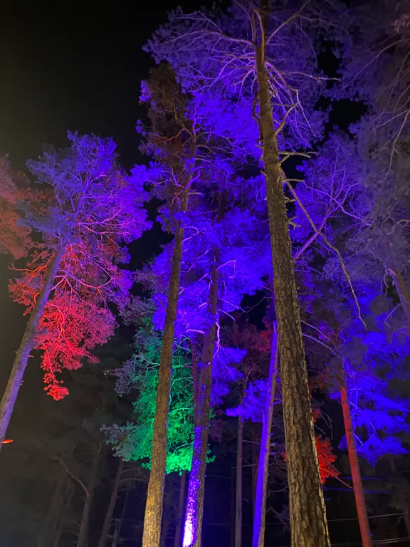 Квартира в сосновом бору