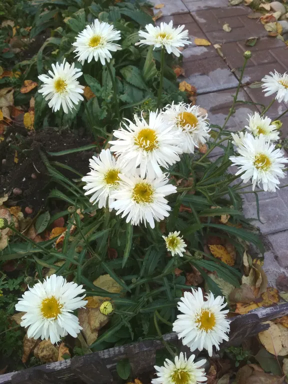 Дом с сауной Вишневый сад