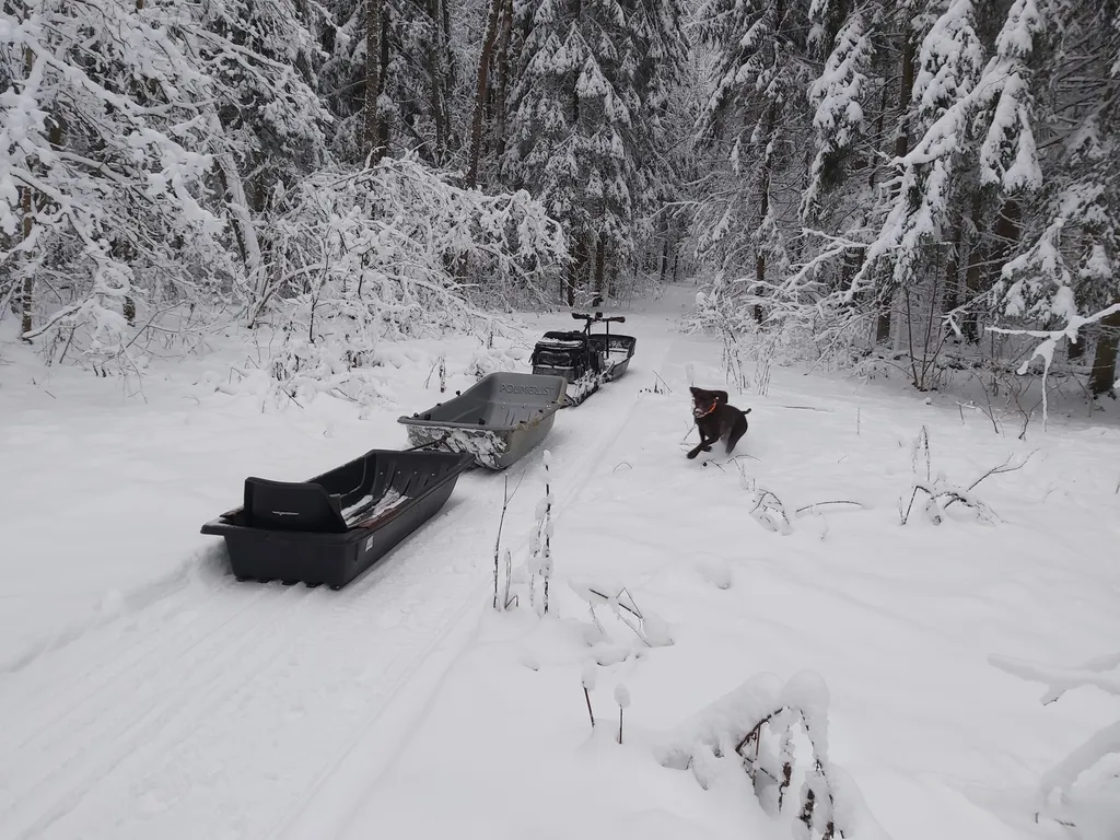 Дом в окружении леса