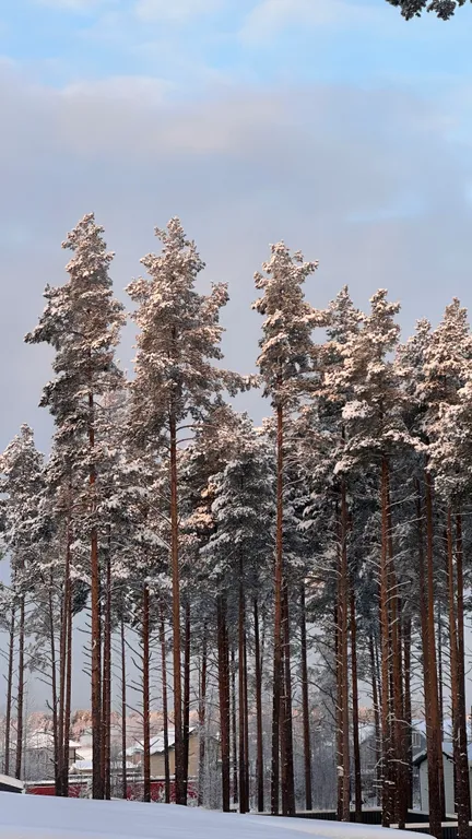 Шале в сосновом бору