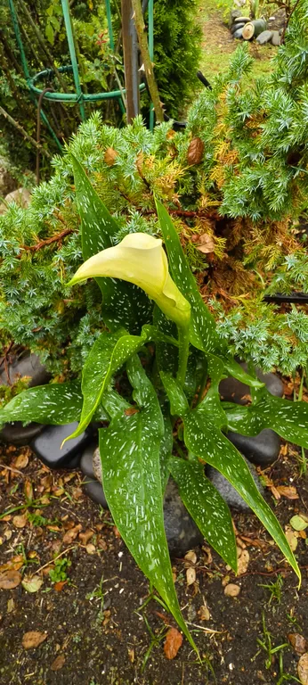 Квартира Квартира Двухспальный комфортабельный номер в гостевом доме — Сухум