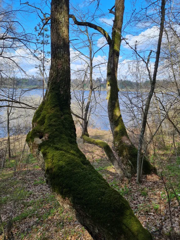 Коттедж Коттеджи у озера — Луга
