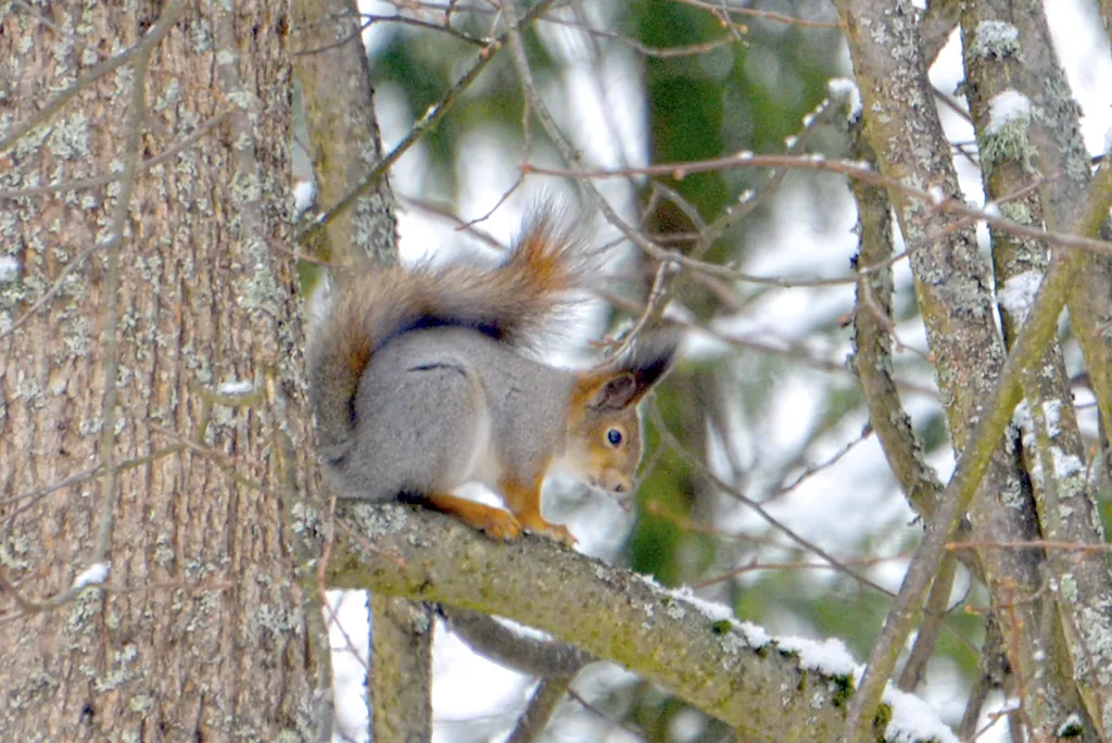 Лесное шале