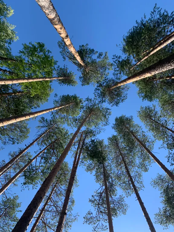 Коттедж Гостевой домик в Сосновом бору — Деревянное