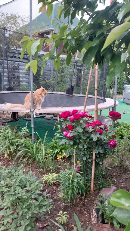 Домик и дворик Персиковая поляна