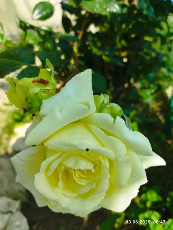 Ракушка Казантипа