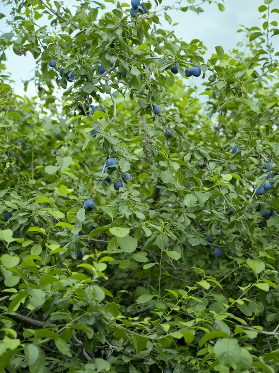 Гуси Лебеди