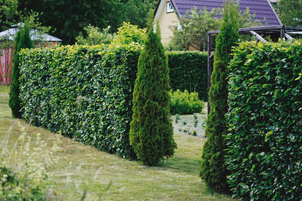 Отдых в деревне на берегу Балтийского моря