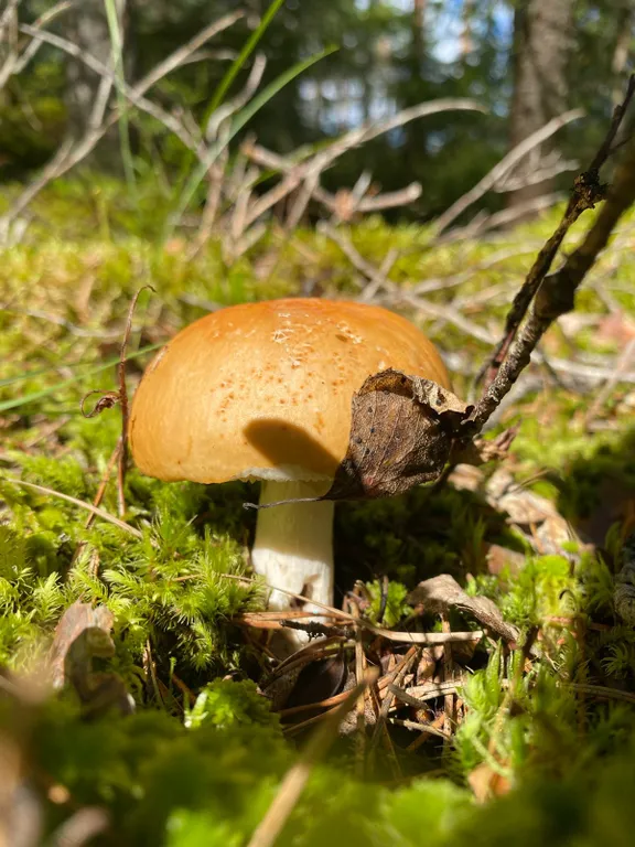 Дом в лесу рядом с озером