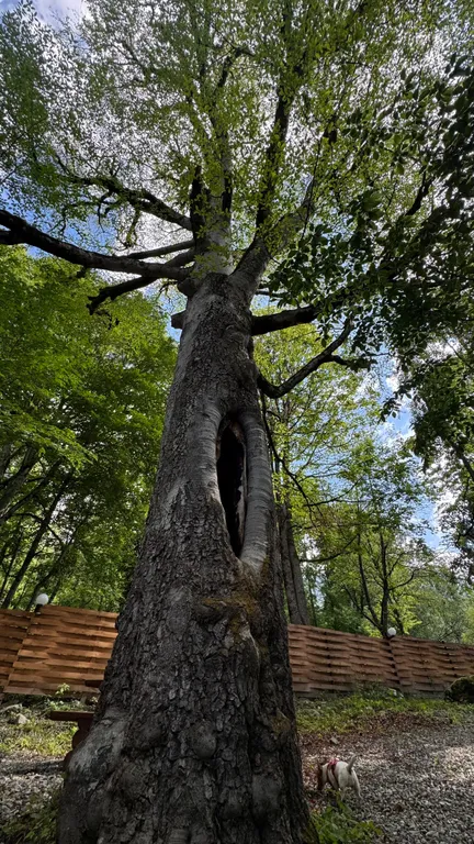 Коттедж Аппартаменты с видом на горы — Архыз