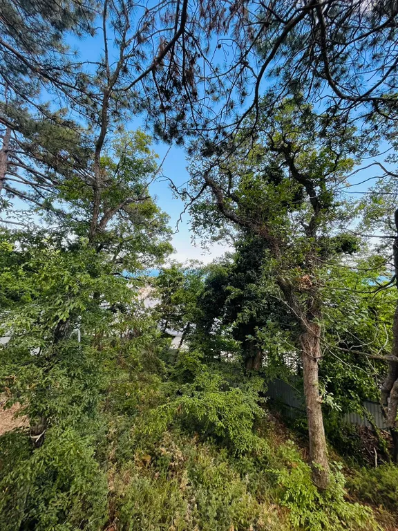 Лесная лагуна