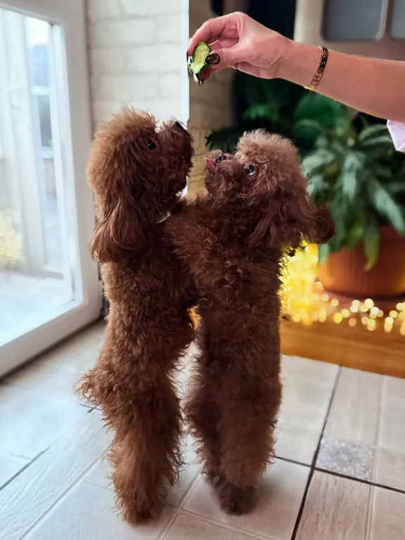 Дом с бассейном