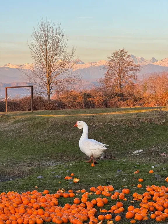 Дом в Абхазии у Черного моря (Му с цветами)