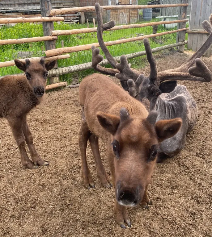 Гостевой дом Северянка