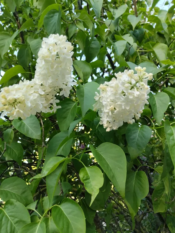 Уютная и тихая квартира в центре города