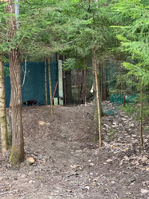 Загородный дом в лесу на Волге