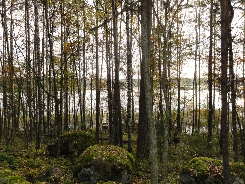 Хижина в лесу на берегу озера без соседей