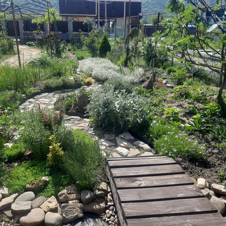 Белый Какаду