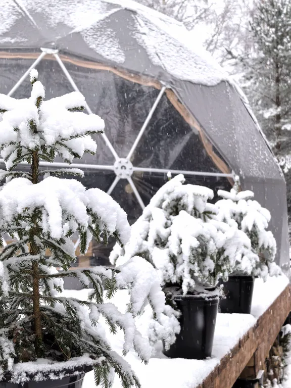 Купол в лесу