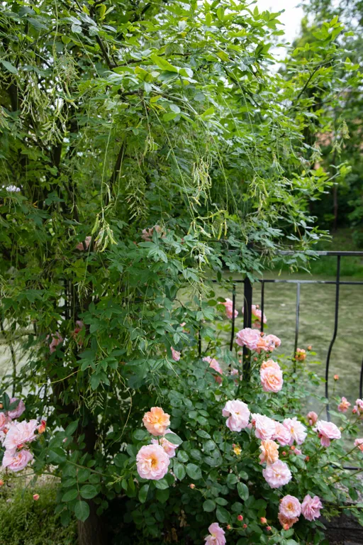 Аппартаменты в Амалиенау