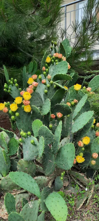 Квартира Уютная квартира в центре — Лазаревское