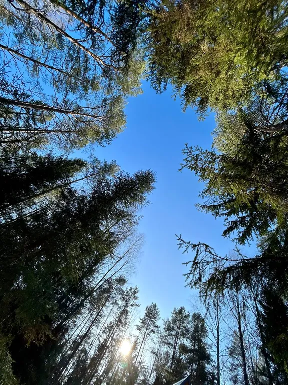 Дом A-frame с баней и джакузи под открытым небом в сосновом лесу