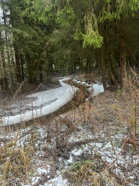 Уютный дом у леса