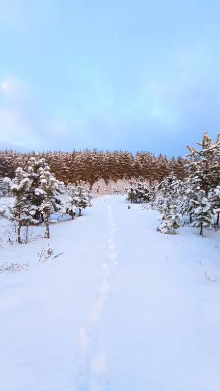 Уютный домик в сосновом лесу