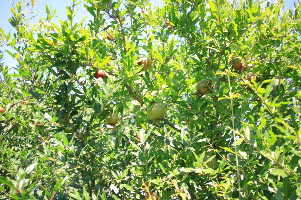 Вилла Санторини