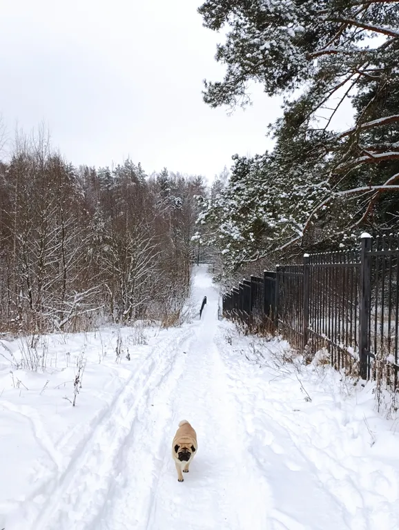 Дом у парка Берендеевка