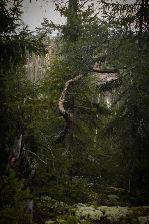 Коттедж Вилла Kolme с видом на лес и зоной барбекю — Приозерск