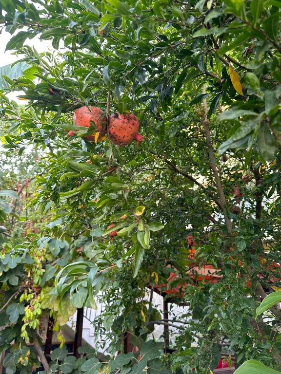 Квартира Квартира Частный сектор на берегу моря — Сириус