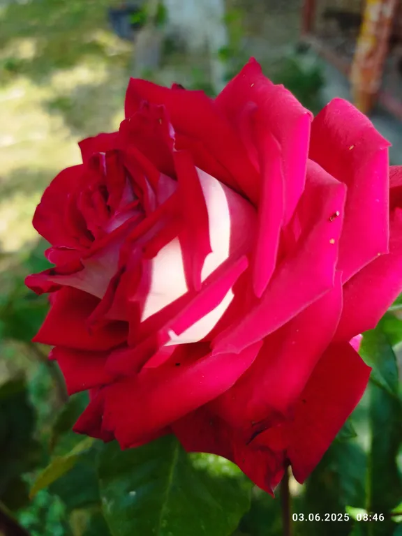 Ракушка Казантипа