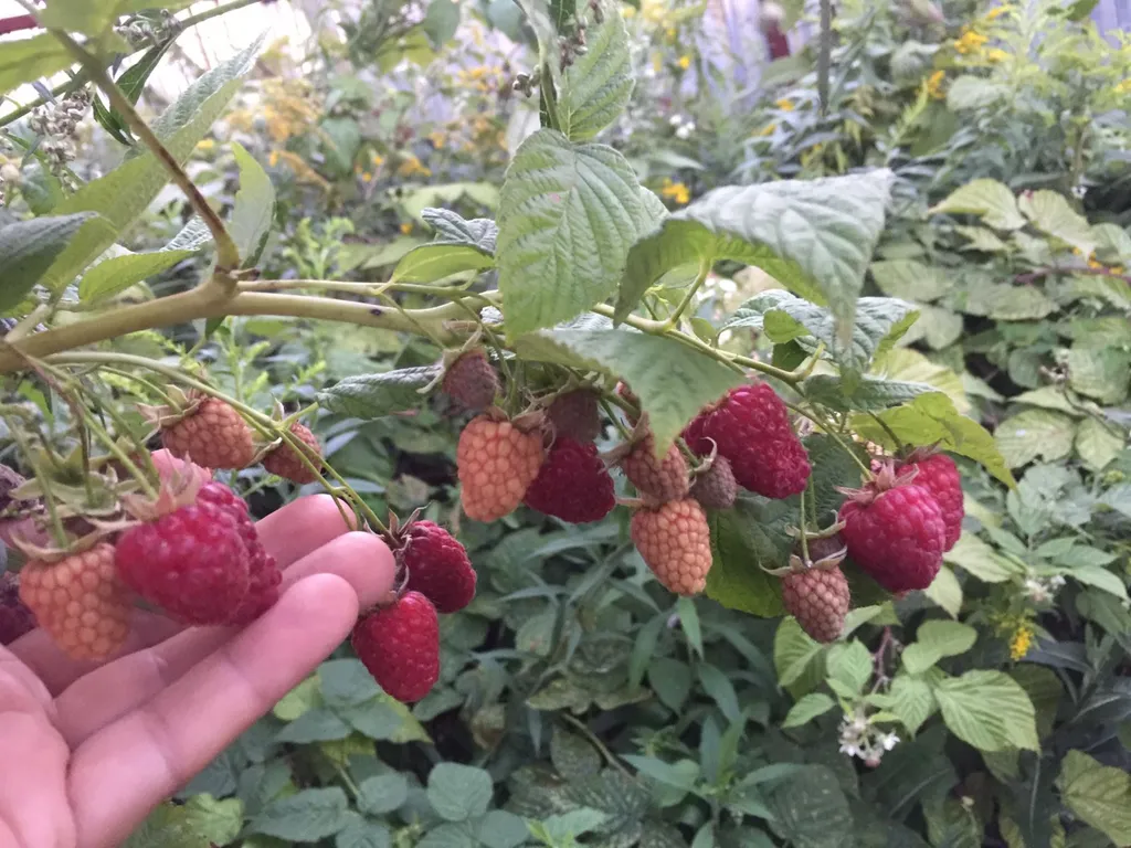 Дача бюджетная