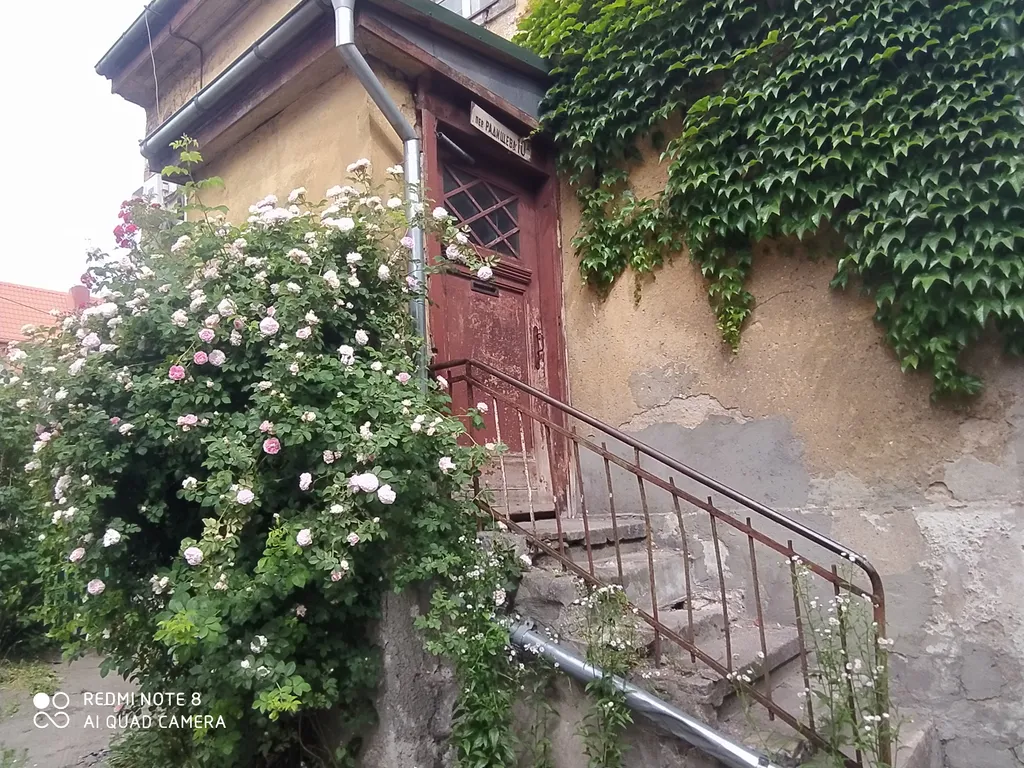 Прусский Кот  (в историческом районе Ratshof на границе с Amalienau)