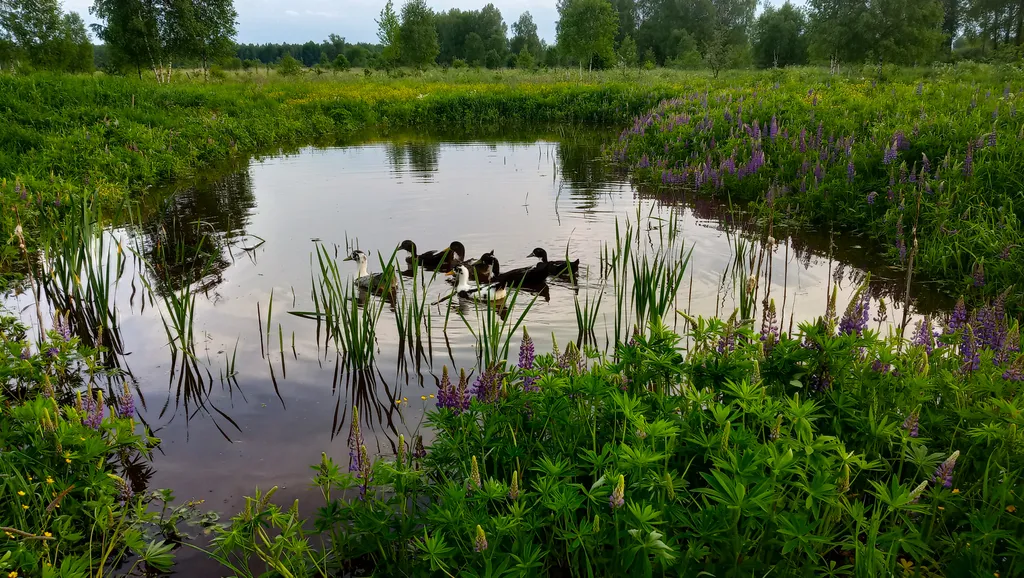 Гостевой дом в эко деревне