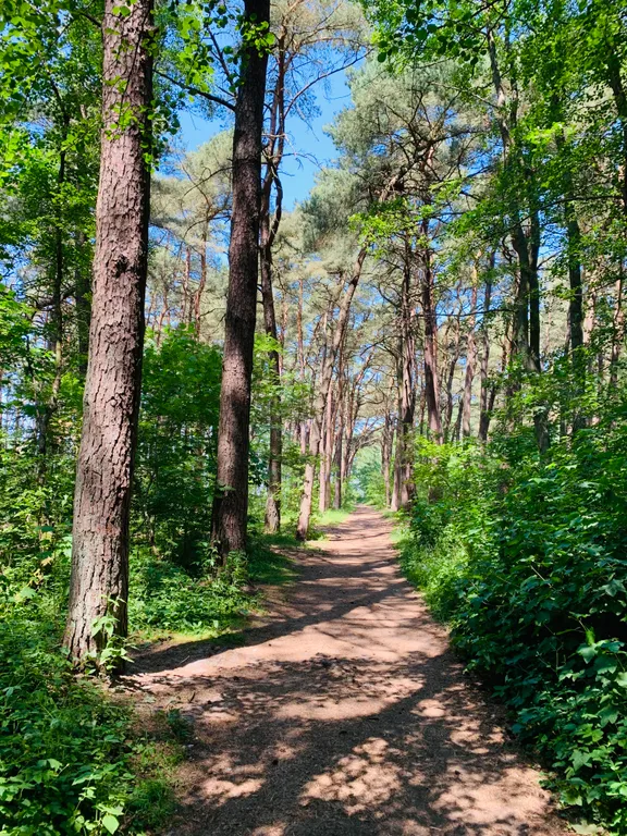 Дом у моря в сосновом бору