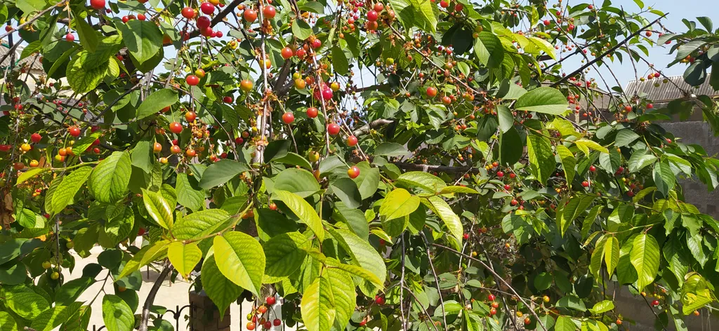 Дача на берегу Каспийского моря