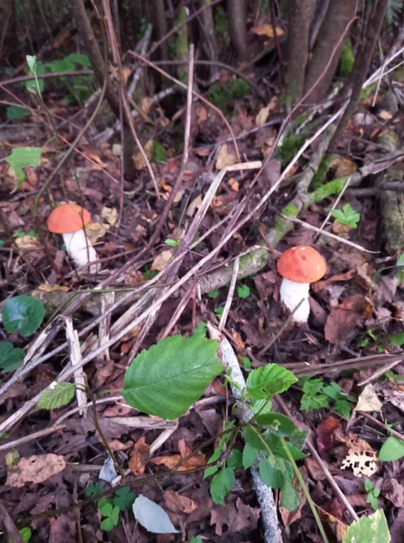 Дом у озера Волоцкое