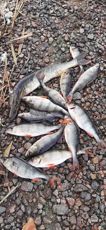 Загородный дом в лесу на Финском заливе