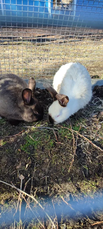 Коттедж Тёплый коттедж с баней на очень большой уединённой территории — Кротово