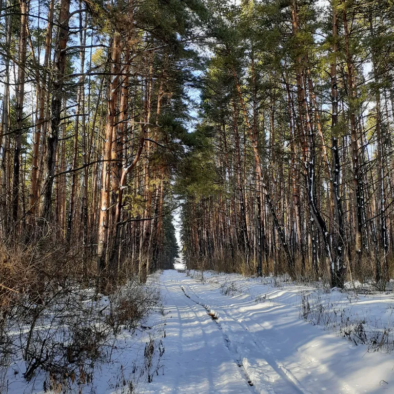 Дом в деревне на Дону в сосновом лесу