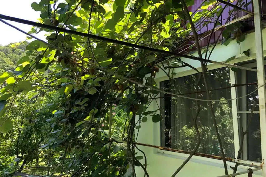 Квартира Квартира Семейная студия на 1 этаже — Пляхо