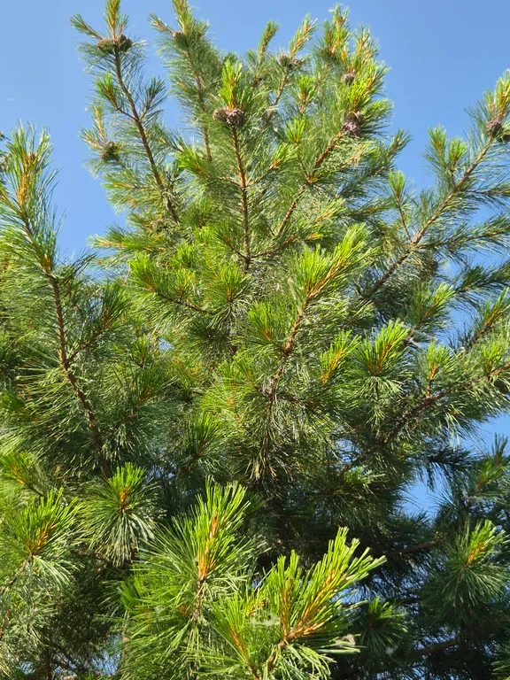 Эко-Домик Дух Леса