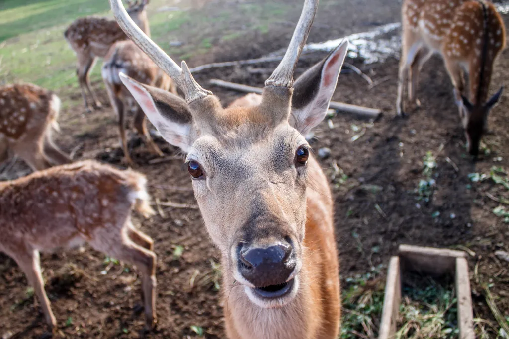 Уютный дом и банька